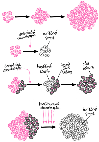 Schéma růstu nádorových buněk a vlivu chemoterapie